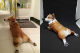 Corgie Sculpture