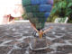 Hot Air Balloon Miniature