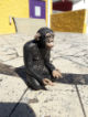 Meditating Monkey Sculpture
